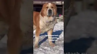 ИЛЮША (Тимерташ Илья Муромец) 6 лет   Племенной кобель питомника Тимерташ    В питомнике запись