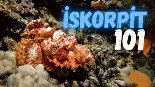İskorpit 101: Jika Rig Uygulama