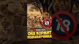 Львица: Самая опасная баба в мире, которая кормит безработного качка!