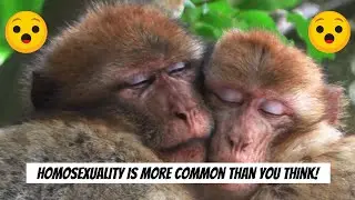 Homosexuality Is More Common Than You Think! | VIX