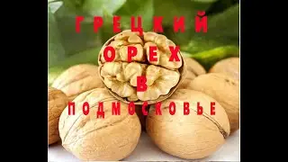 Грецкий орех в Подмосковье