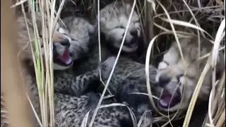 Детёныши гепарда родились в нацпарке в Индии