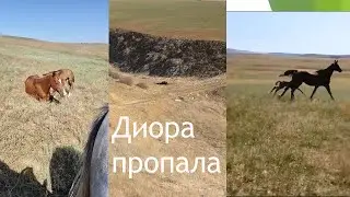 Диора пропала.   Дагестан.