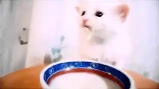 Смешной котенок
