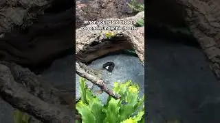 Reality of Owning A Blue Tongue Skink