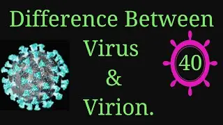 Virus vs. Virion: Definitions, Structures & Replication Explained 