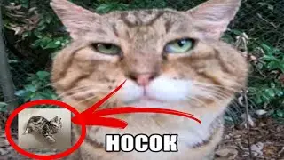 КАКОИ ЖВОТНЕ ВЫ КУСАИТИ?