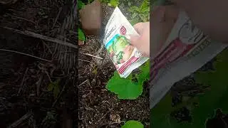 Боремся с муравьями 🤦‍♀️