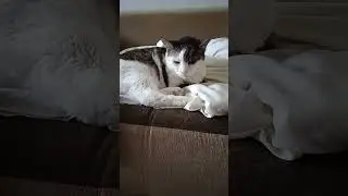 Котодетки не дают убрать постель