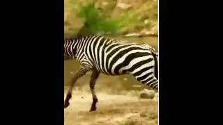 crocodile kills zebra ll crococodile hunts zebra #video #viral #youtubevideo