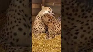 Relaxing video and music