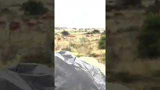 One Busy Antelope