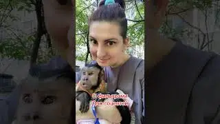 #домашняяобезьяна