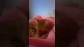 sleepy cat shocked  