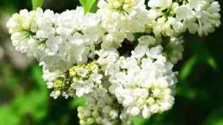 Песня о белой сирени. Надежда Тэффи (слушать стихи о цветах и весне)