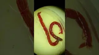 ГЕМОГЛОБИН у насекомых #насекомые #наука #биология #научпоп