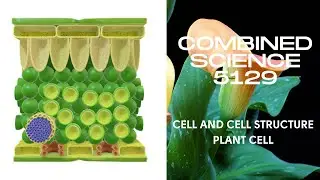 Cell and Cell Structure I Plant Cell