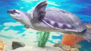 Самые БОЛЬШИЕ Черепахи в МИРЕ🐢🐢🐢The BIGGEST Turtles in the WORLD