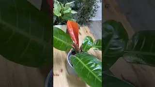 Красивый даже без цветения #филодендрон #комнатныерастения #plants