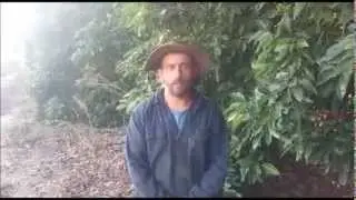 אורן שוורץ - מגדל מנגו ממושב לימן