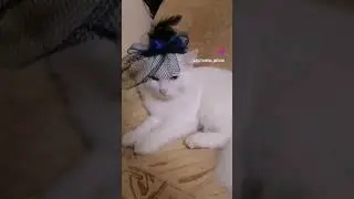 💕 Шампусик в Париже 💕