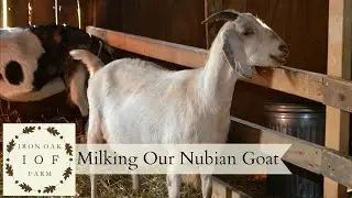 Milking Our Nubian Goat