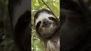 Chill Sloth Moment: Calmly Staring at the Camera