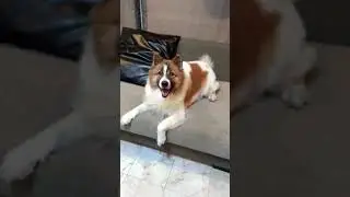 สุนัขบางแก้วกับมุมน่ารัก
