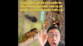 Cuộc Sống Bí Ẩn Của Loài Ve Sầu: Những Sự Thật Thú Vị Và Bí Ẩn Chưa Từng Được Tiết Lộ