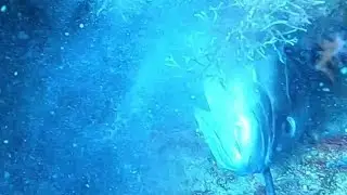 Grouper Spearfishing  Zıpkınla Balık Avı