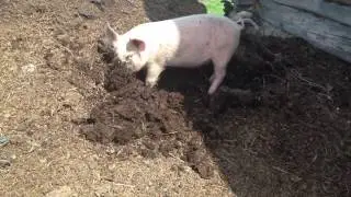 Свинка Пеппа в реальной жизни... ;) Peppa Pig
