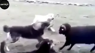 FIERCE DOG MESSED WITH THE WRONG RAM
