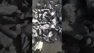 Покормил птичек, чуть самого не сожрали