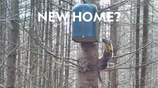 Pine marten exploring a den box in Yorkshire