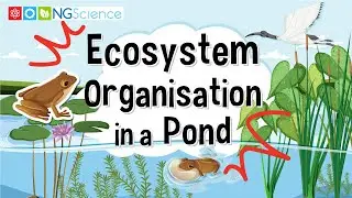Ecosystem Organisation in a Pond