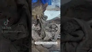 El intestino delgado y el mesenterio