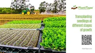 Planting seedlings at any stage: PlantTape offers flexibility to growers