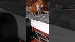 Вы всё ещё хотите завести лису? 😅