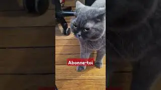 Chat la menthe