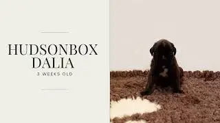 Hudsonbox Dalia @ 3 weeks old