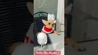 He likes chimcken ❤️💛 #wooferwaggers #chihuahua #dog #puppy #cute #animals #follow #cutedog