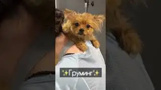 Всем пушистым нужен витамин "Г"