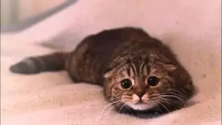 Poor Kitty - Lance Bailey Music