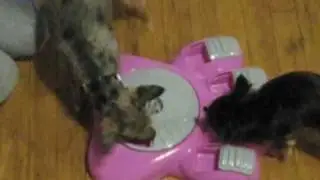 Aikiou Interactive Dog Bowl
