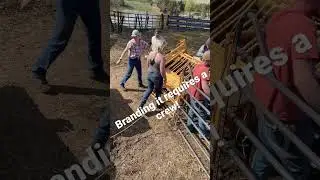 Cattle farm girl