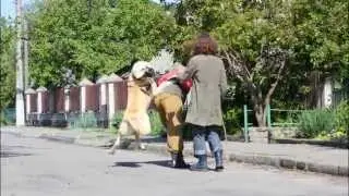Aboriginal Caucasian Ovcharka in our life
