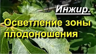 Инжир. Осветление зоны плодоношения. 2023 08 13