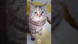 Awesone New Cat Funny and Cute Moments Part 4 #catfunny #funny #shorts