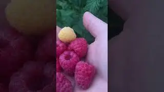 Самая вкусная Желтая Малина