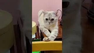 Язык у котика не для болтовни.